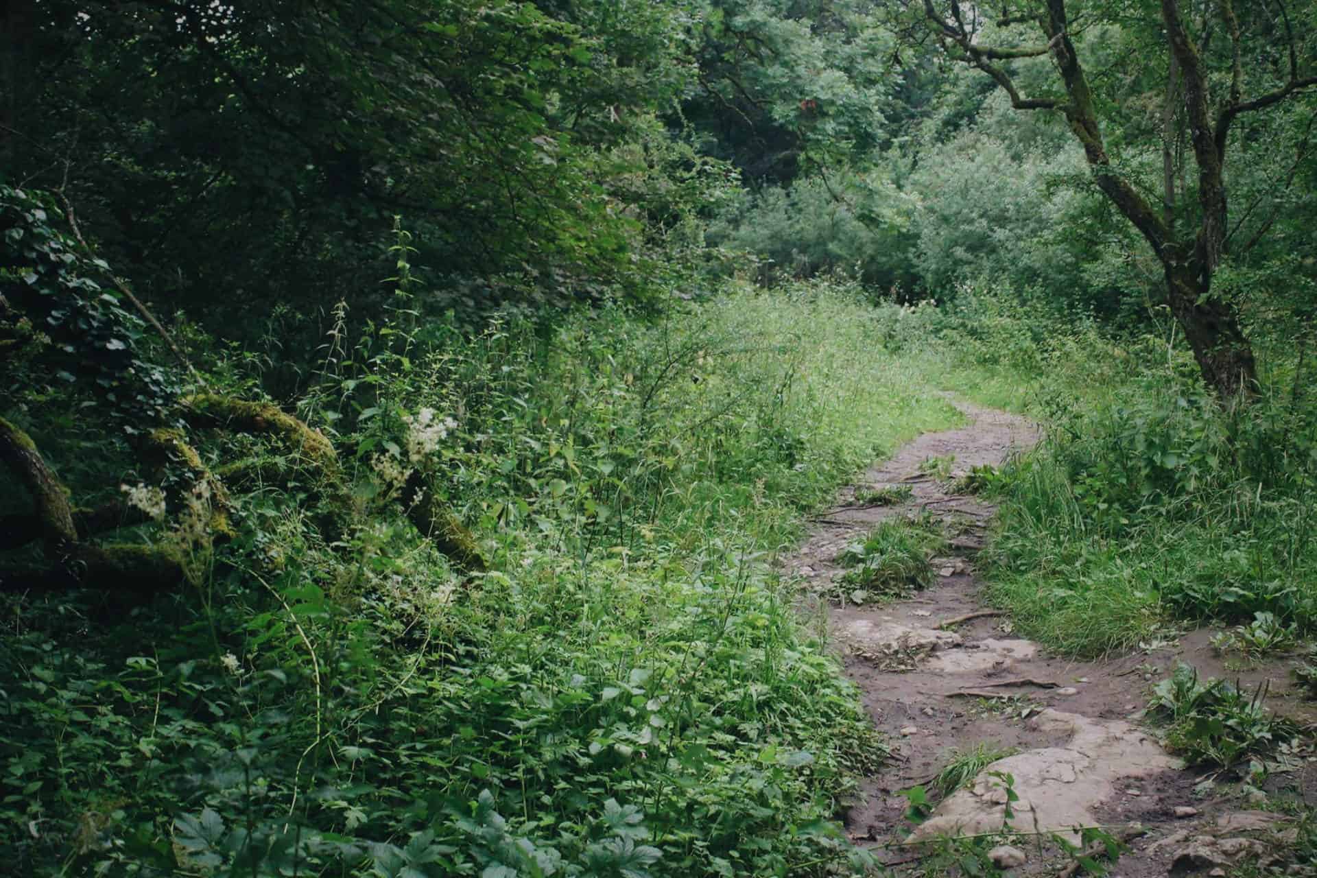 Photo of the woodland trail.