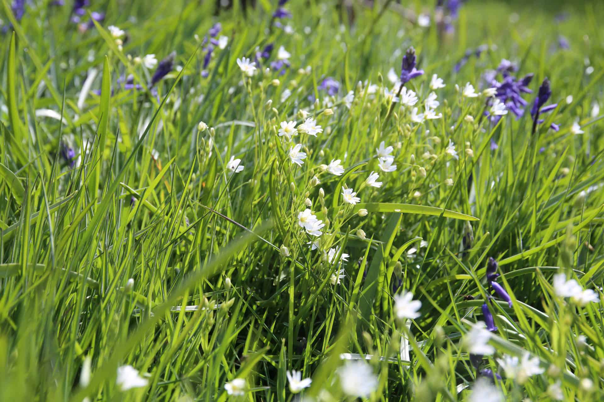 Photo of the meadow.